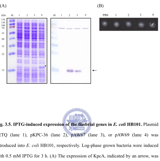 Fig. 3.5. IPTG-induced expression of the fimbrial genes in E. coli HB101. Plasmid  pETQ (lane 1), pKPC-36 (lane 2), pAW67 (lane 3), or pAW69 (lane 4) was  introduced into E