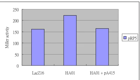 Figure  2.  The  promoter  activities  of  kvgR  (pRP5)  in  K.  pneumoniae  CG43  lacZ-  (lacZ16), lacZ-kvhA- (HA01) and HA01 that contains a plasmid with kvhA (pA415)