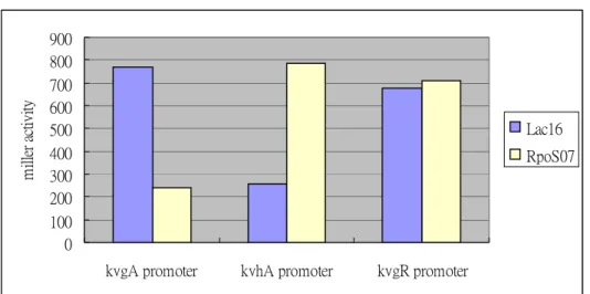 Figure 6. The activities of p-kvgAS (pAP16), p-kvgR (pRP5) and p-kvhAS (pHAP01)  in  K