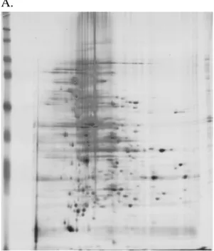 Figure  7.  2D-PAGE  patterns  of  the  proteins  isolated  form  K.  pneumonia CG43-U9451 (A) and K