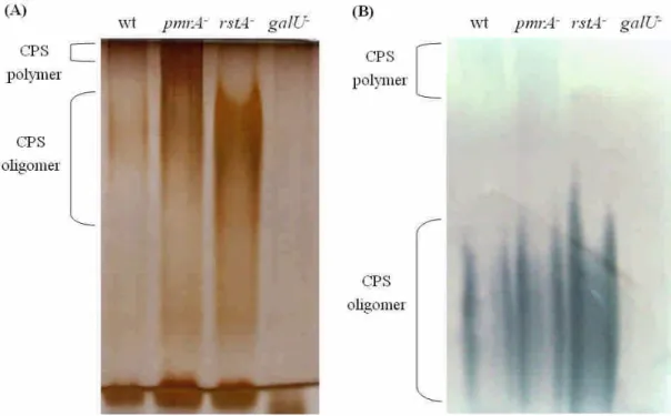 Figure 5. CPS pattern of the pmrA - and rstA - mutants, and the wild-type strain. The bacterial CPS was extracted by the hot phenol method from the overnight culture and subjected to alcian-blue silver stain (A) or Western blot analysis (B) using anti-K2 C