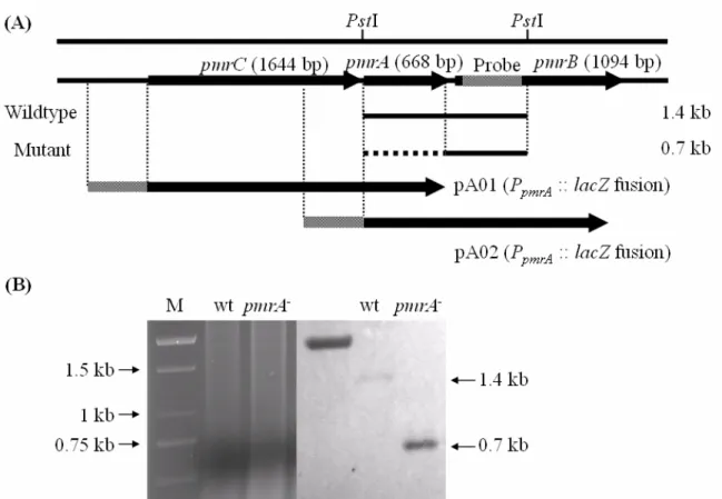 Figure 2. Demonstration of construction of a pmrA deletion mutant and the promoter region used in reporter assays