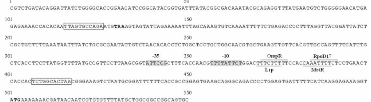 FIG. 2. The DNA sequence of the putative promoter region of kpc operon. 500 bp  upstream and 50 bp downstream of the kpcA translation start codon ATG (bold type)  are as shown