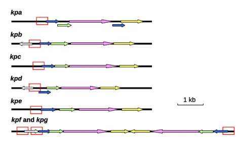 FIG. 3. Schematic diagram of the putative promoters of kpa, kpb, kpc, kpd, kpe, kpf,  and kpg operons 