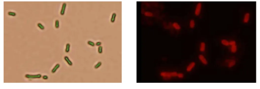 FIG. 4. Kpe fimbriae on the surface of E. coli JM109 detected using  immunofluorescence microscopy