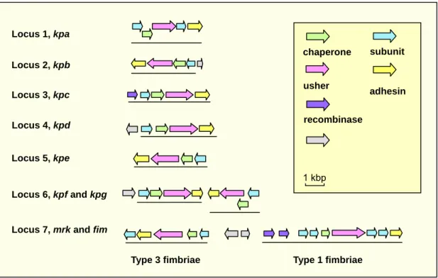 FIG. 1. Fimbrial gene clusters in K. pneumoniae NTUH-K2044 