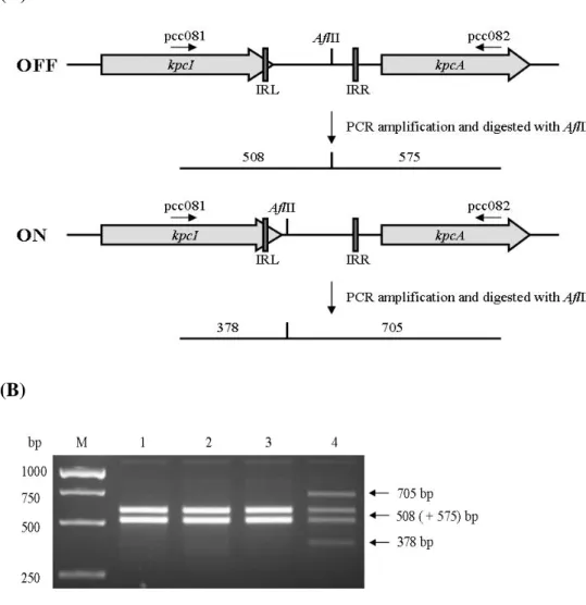 FIG. 3. (A) Schematic presentation of the predicted invertible DNA in-between  kpcI and kpcA