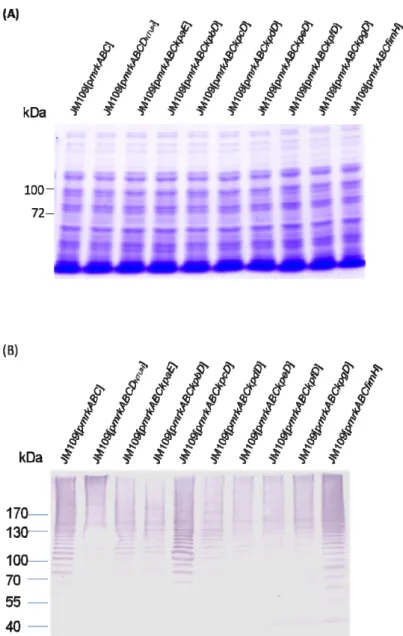 FIG. 6. Analysis of polymerization pattern of the recombinant type 3  fimbriae.  The total proteins were isolated from the recombinant bacteria E