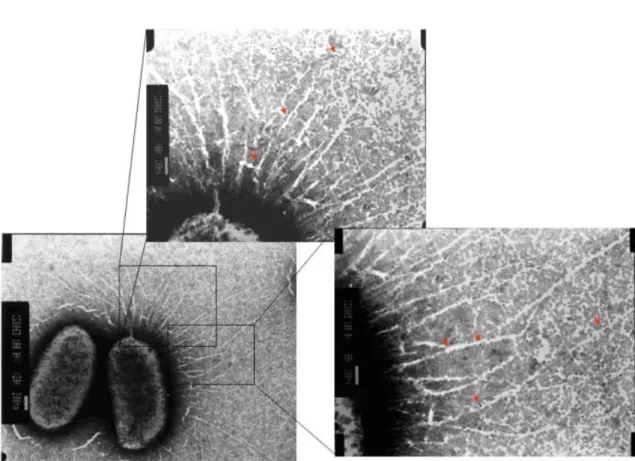 FIG. 8. Transmission electron micrographs of the type 3 fimbriae displaying on E.  coli