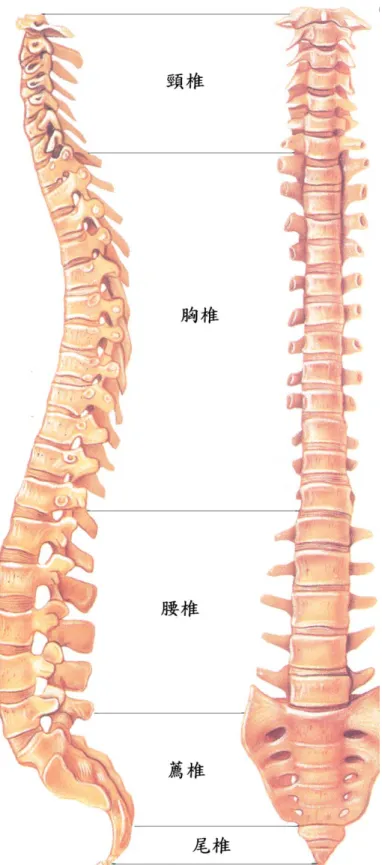 圖 2-1 脊椎解剖構造[17] 