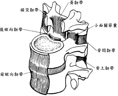 圖 2-7 腰椎中韌帶的分佈[18] 