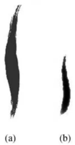 Figure 4.1 Normal brush. The brush bristle are randomly distributed in a circle  of radius size (the radius of the largest pressure of input) and the number of  points representing the bristle is the area of the circle (πr 2  =π∙size 2 ) 