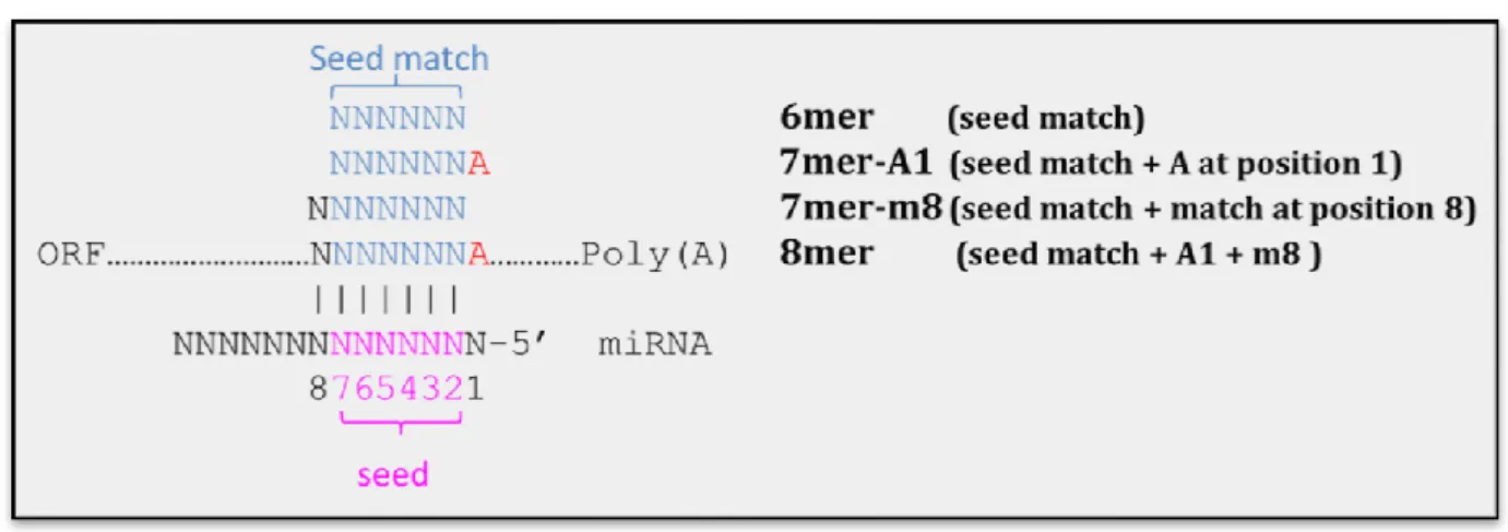 Figure  6.  Type  of  miRNA  target  sites  (seed  type).  (Defined  by  Grimson,  A.  2007  and  Bartel, D