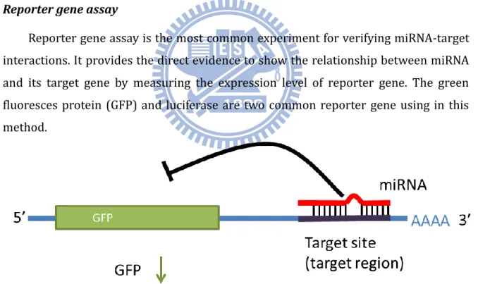 Figure 10. The concept of miRNA-target interaction validated by GFP reporter assay. 