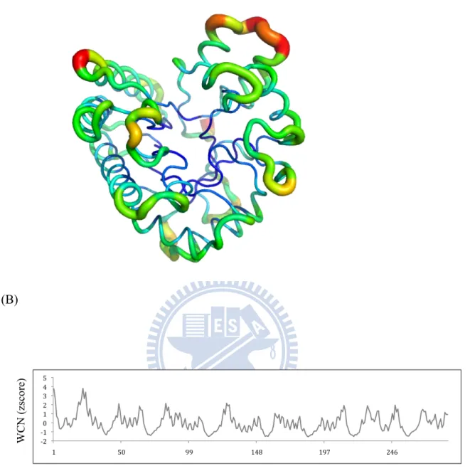 Figure 4. (A) 1TML protein WCN model in putty form. (B) The WCN z- score  distribution of protein 1TML