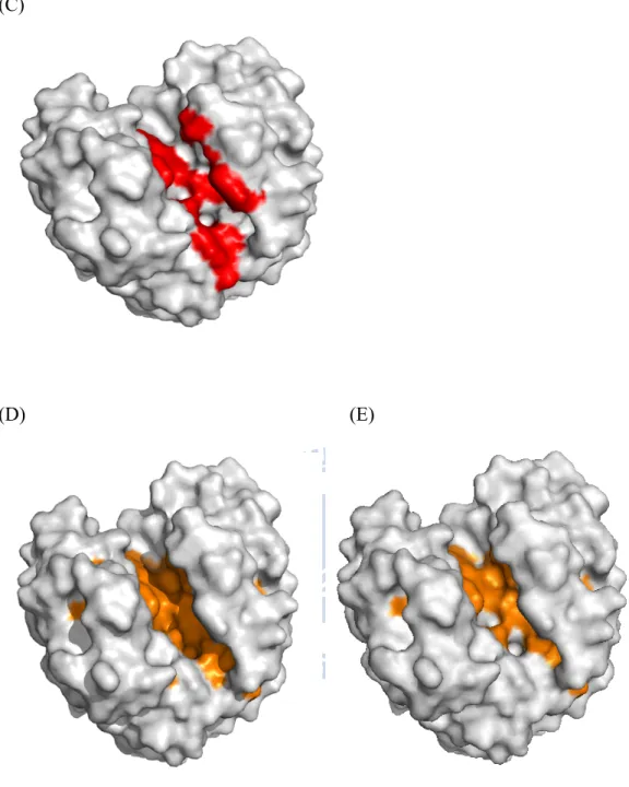 Figure 4. Proteins are surface form. (C) 1TML experimental binding site residues  colored in red