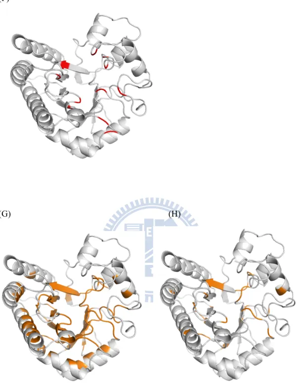 Figure 4. Proteins are cartoon form. (F) 1TML experimental binding site residues  colored in red
