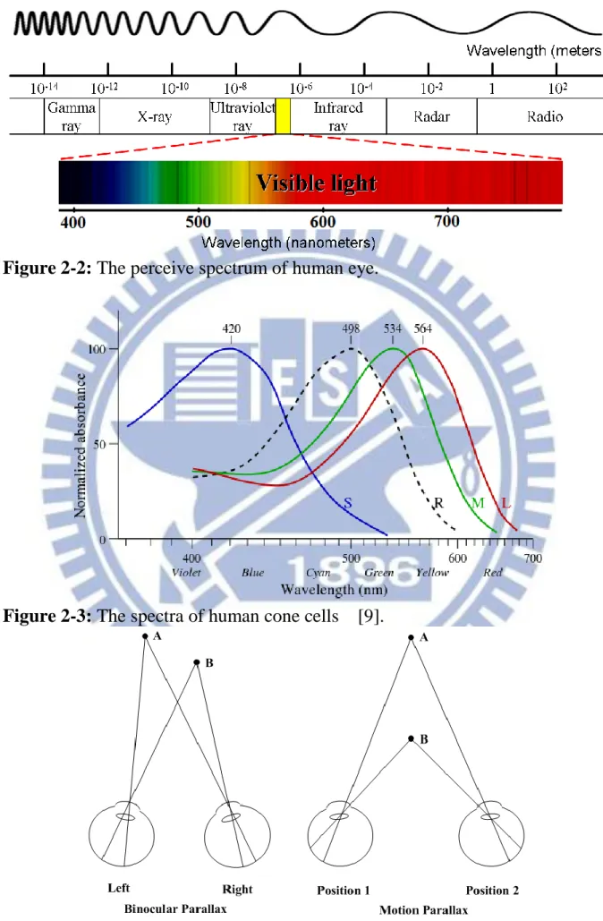 Figure 2-2: The perceive spectrum of human eye.   