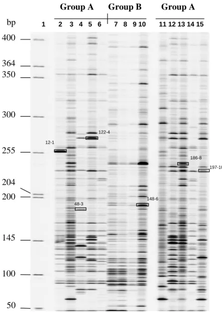Fig. 2-1. AFLP fingerprints of the Xanthomonas campestris pv. vesicatoria strains. The  genomic DNA isolated from each of the bacteria was digested with EcoRI/MseI and then  subjected to PCR using primers IR700/MseI-GA and IR700/Mse-GT
