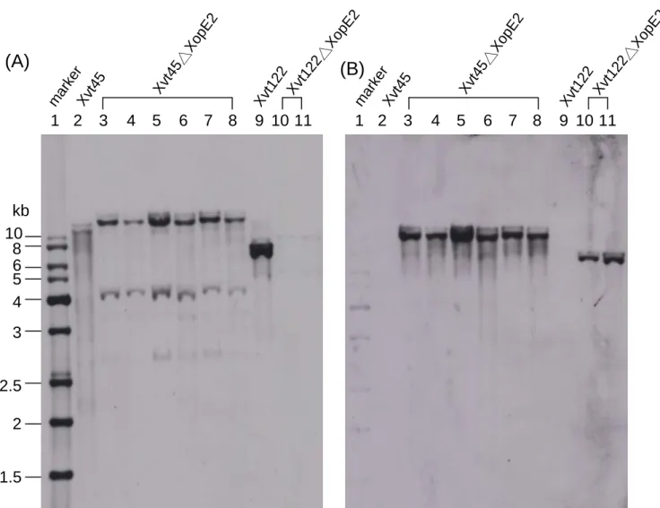 Fig. 2-6. Southern hybridization analysis. EcoRI-digested genomic DNAs of Xcv Xvt122,  Xcv Xvt122 xopE2 mutant, Xcv Xvt45, Xcv Xvt45 xopE2 mutant were separated on 1%  agarose gel, and hybridized with Dig-labeled porbe (A) xopE2 (B) nptII