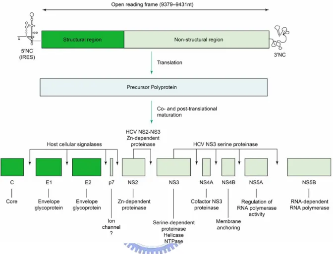 Figure 3. Hepatitis C virus (HCV) polyprotein translation and post-translational  cleavage leading to the production of functional HCV proteins