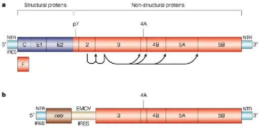 Figure 4. Schematic representation of the organization of the HCV genome and the  structure of a subgenomic replicon