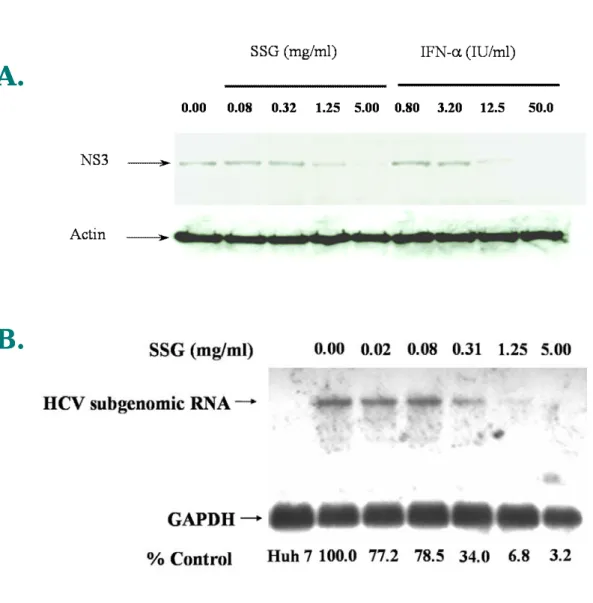 Figure 6. Inhibition of HCV replication by sodium stibogluconate in Ava5 cells.     