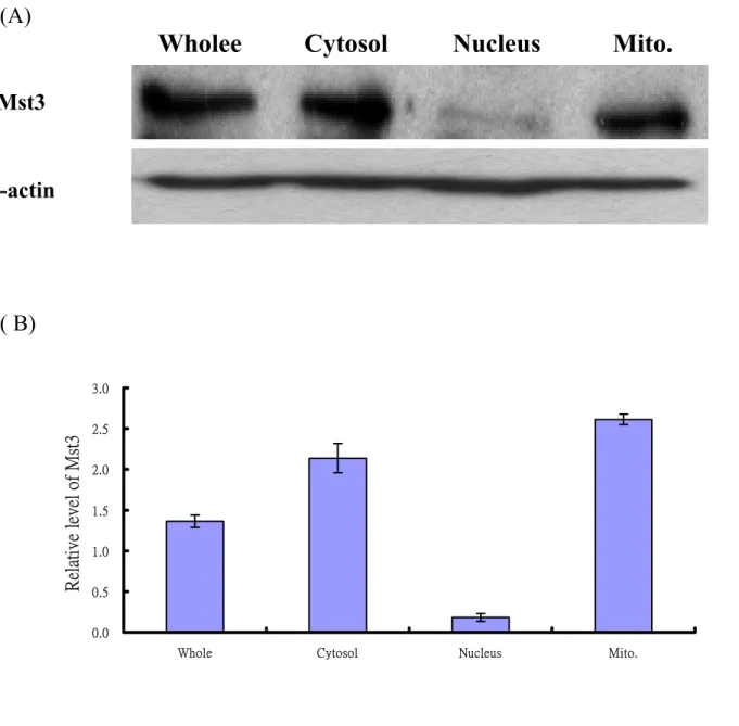 Fig. 5 Localization of endogenous Mst3 in HeLa cell. (A) Western blot analysis  of the endogenous Mst3 in HeLa cells, Cells were grown to about 80-90%  confluences and then the whole cell lysate, cytoplasmic, nuclear and mitochondrial  fractions were isola
