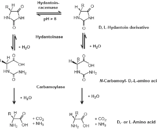 Figure 4. Production of  D - and  L - amino acids by imidase. 