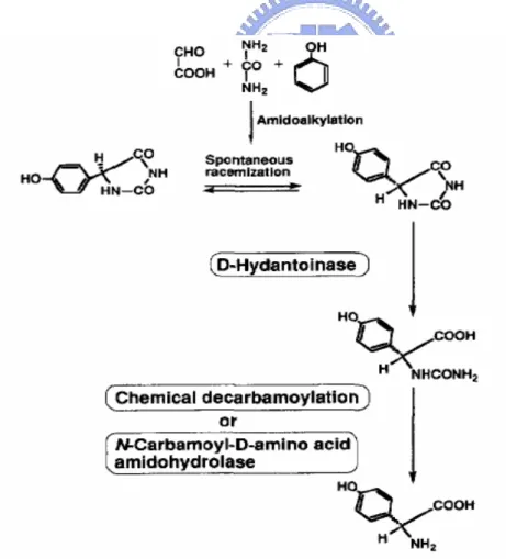 Figure 5.  D -p-hydroxyphenylglycine production process. 