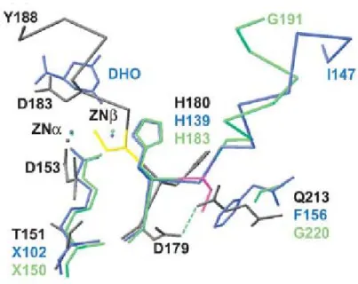 Figure 8. The superposed metal binding ligands in the active site.   