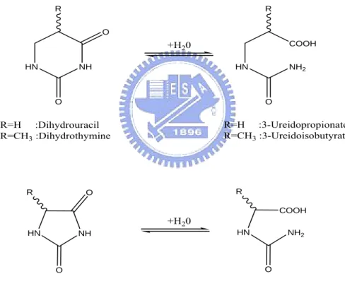 Figure 1. The typical reactions catalyzed by imidase.                                         