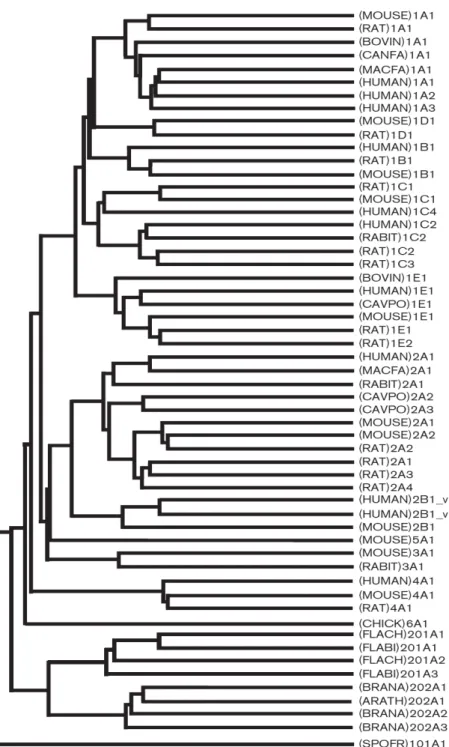 Figure 2. Cytosolic sulfotransferase protein classification on the basis of primary amino  acid sequence