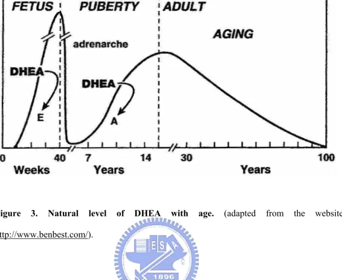Figure 3. Natural level of DHEA with age. (adapted from the website  http://www.benbest.com/)