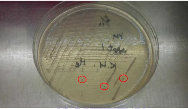 Figure II-1. Single colonies on the YES plate after 4–5 days of cultivation at 30  o C