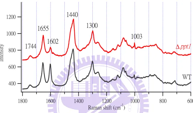 Figure  III-2.  Averaged  Raman  spectra  (n  =  200)  of  the  WT  (black)  and ∆ppt1  strain  (red)