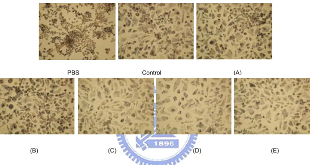 Fig. 8 Macrophage stimulatory activity morphological images by NBT reduction assay.  (A), (B), (C), (D) and (E) show that macrophage was treated of different molecular 