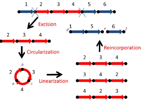 Figure  1-1.  (1)  Excision:  a  fragment  of  genes  2,  3  and  4  is  cut  from  a  linear  chromosome