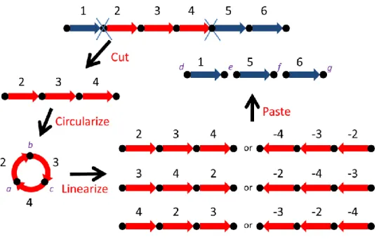 Figure 1-2. A modified cut-circularize-linearize-and-paste operation that  can model seven different kinds of rearrangement, where the cutting site  of the temporary circle with genes 2, 3 and 4 can be either a, b or c, and the  inserting  place  of  the  