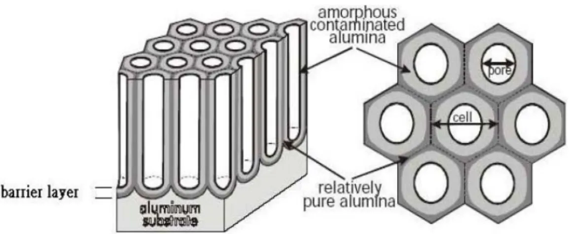 圖 2.5  陽極氧化鋁結構，左圖為橫截面圖，右圖為平面圖。[80] 