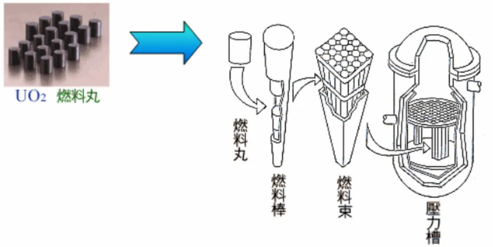 圖 2-9 燃料丸及核反應器之核心示意圖[2]  （3）緩和劑：又稱為減速劑。核分裂所生成的中子能量為 200 MeV 快中 子，與 235 U 反應之截面積很小，不易與鈾核起核分裂反應。因此，  於核反應器中添加中子緩和劑，使高能量的快中子能降低至能量僅有 0.025 eV 熱中子，來增加核分裂反應之機率。常用的中子緩和劑有水、重水、石墨、石 蠟、氮氣、氦氣或二氧化碳，其中以重水為最佳緩和劑。 
