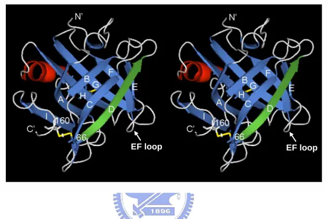 Figure 2: 3D structure of β-LG.  Crystal structure of β-LG determined by (6) and created  by PyMOL (25) (PDB code 1CJ5), showing that strands A-D form one surface of the barrel  while strands E-I form the other