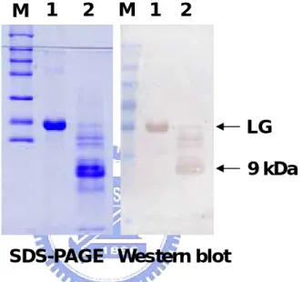 Figure 6: Effect of CNBr cleavage on immunoreactivity of β-LG.  About 10 µg of native and  CNBr cleaved β-LG were used for SDS-PAGE containing mercaptoethanol as a reducing agent  (left) followed by a Western blot (right)