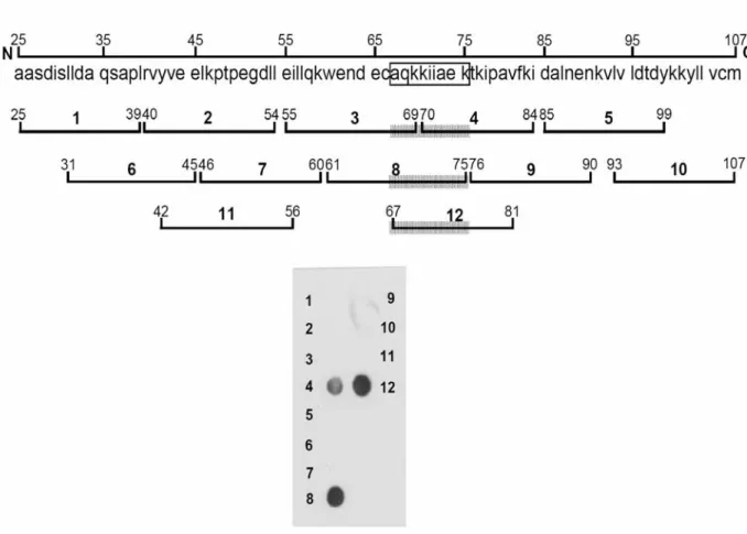 Figure 7: Delineation of an epitope recognized by mAb.  Twelve peptides corresponding  to a 9 kDa CNBr fragment of β-LG (residues 25-107) were directly synthesized in situ on nitrocellulose membrane