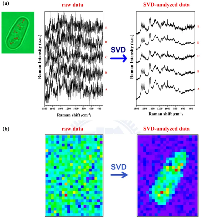Figure III-2. (a) Typical space-resolved Raman spectra of a single living S. pombe  cell acquired with an exposure time of 1.5 s and laser power of 1 mW