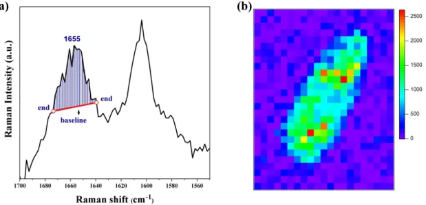 Figure III-3.  (a) Baseline connecting two ends for the Raman band at 1655 cm -1 .  The blue-shaded area is used as the Raman intensity of this band at a given pixel in  the univariate Raman image