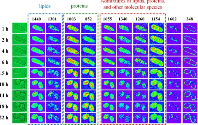 Figure IV-2. Time-lapse univariate Raman images of a single dividing S. pombe cell  at the Raman shift of 1655, 1602, 1440, 1340, 1301, 1260, 1154, 1003, 852, and 348  cm -1 , together with its optical images (first column)