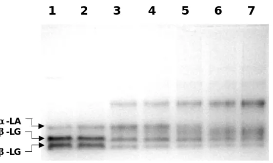 Fig. 4.  Native-PAGE analysis on isolated  β-LG and  α-LA （1mg/mL）heated at 95