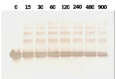 Fig. 8.  Characterization  of heated  β -LG using a Westernblot analysis on  native-PAGE (A) and SDS-PAGE (B)