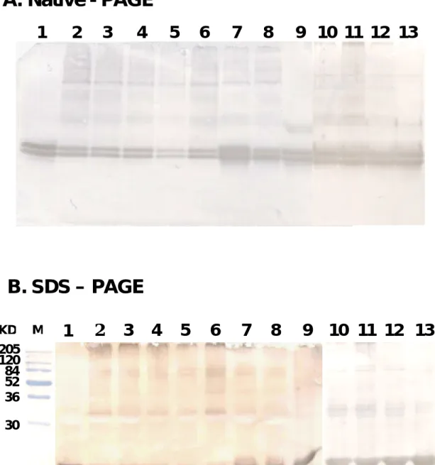 Fig. 9.  Characterization of the  β-LG component following a heat on whey proteins  of raw, processed, and powdered milk using a Westernblot analysis on native-PAGE (A)  and SDS-PAGE (B)